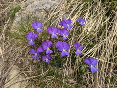 Viola ferrarinii