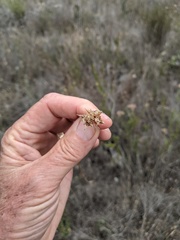 Dipterostemon capitatus capitatus