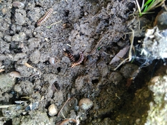 Oxidus gracilis