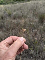 Dipterostemon capitatus capitatus