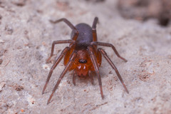 Mesiotelus