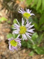 Eurybia spectabilis