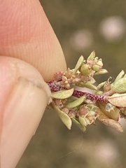 Atriplex pacifica