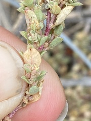 Atriplex pacifica