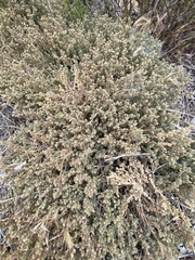 Atriplex pacifica
