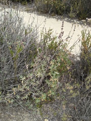 Salvia apiana × mellifera