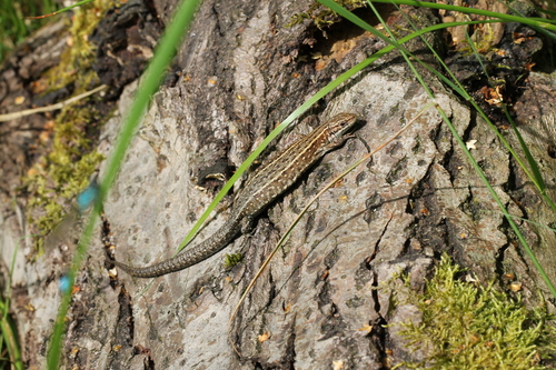 Viviparous Lizard, 5595 Leende, Nederland, photo 9 of 10