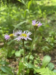 Eurybia spectabilis