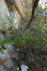 Lobelia neglecta