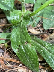 Eurybia spectabilis