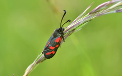 Zygaena oxytropis