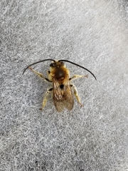 Eucera longicornis