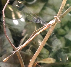 Lestes sigma