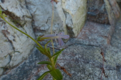 Lobelia neglecta