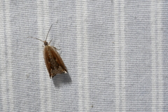 Ancylis diminuatana