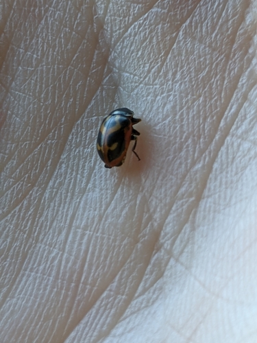 Parenthesis Lady Beetle photographed in Alaska