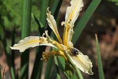 Eulonchus marginatus