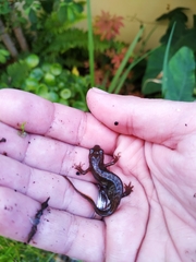 Pleurodelinae