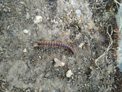 Oxidus gracilis