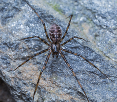 Megalepthyphantes collinus