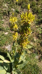 Gentiana lutea lutea