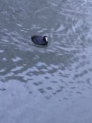 Fulica atra