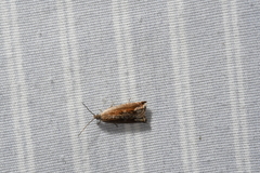 Ancylis diminuatana