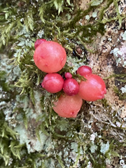 Trigonaspis megaptera