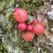 Kidney Gall - Photo (c) Kim Hansen, some rights reserved (CC BY-SA), uploaded by Kim Hansen
