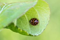 Harmonia axyridis