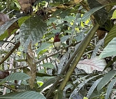 Platysteira castanea