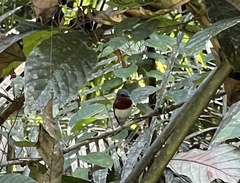 Platysteira castanea