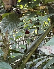 Platysteira castanea