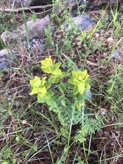 Euphorbia iberica