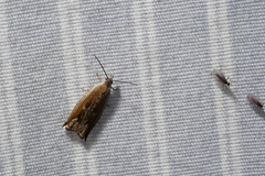 Ancylis diminuatana