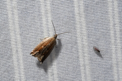 Ancylis diminuatana