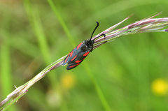 Zygaena oxytropis