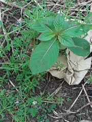 Impatiens glandulifera