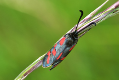 Zygaena oxytropis