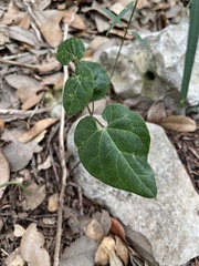 Matelea edwardsensis