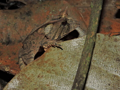 Proceratophrys boiei