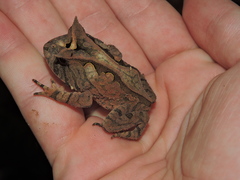 Proceratophrys boiei