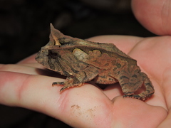 Proceratophrys boiei