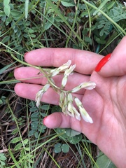 Astragalus fragrans
