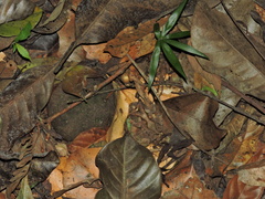 Proceratophrys boiei