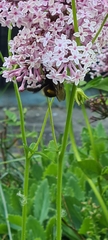 Bombus lucorum