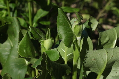 Ligularia calthifolia