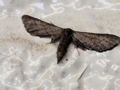 Protoproutia laredoata