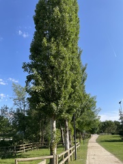 Populus nigra