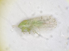 Craspedolepta anomala